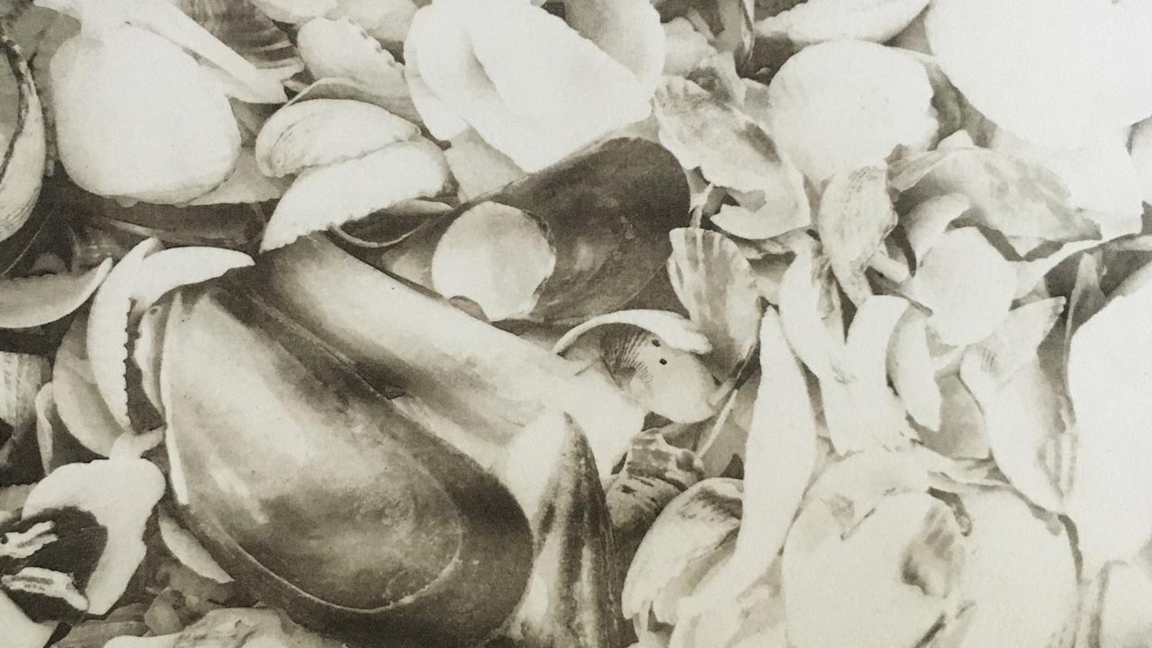 Nærbillede af muslingeskaller fra et foto af Lis Wuisman Jørgensen